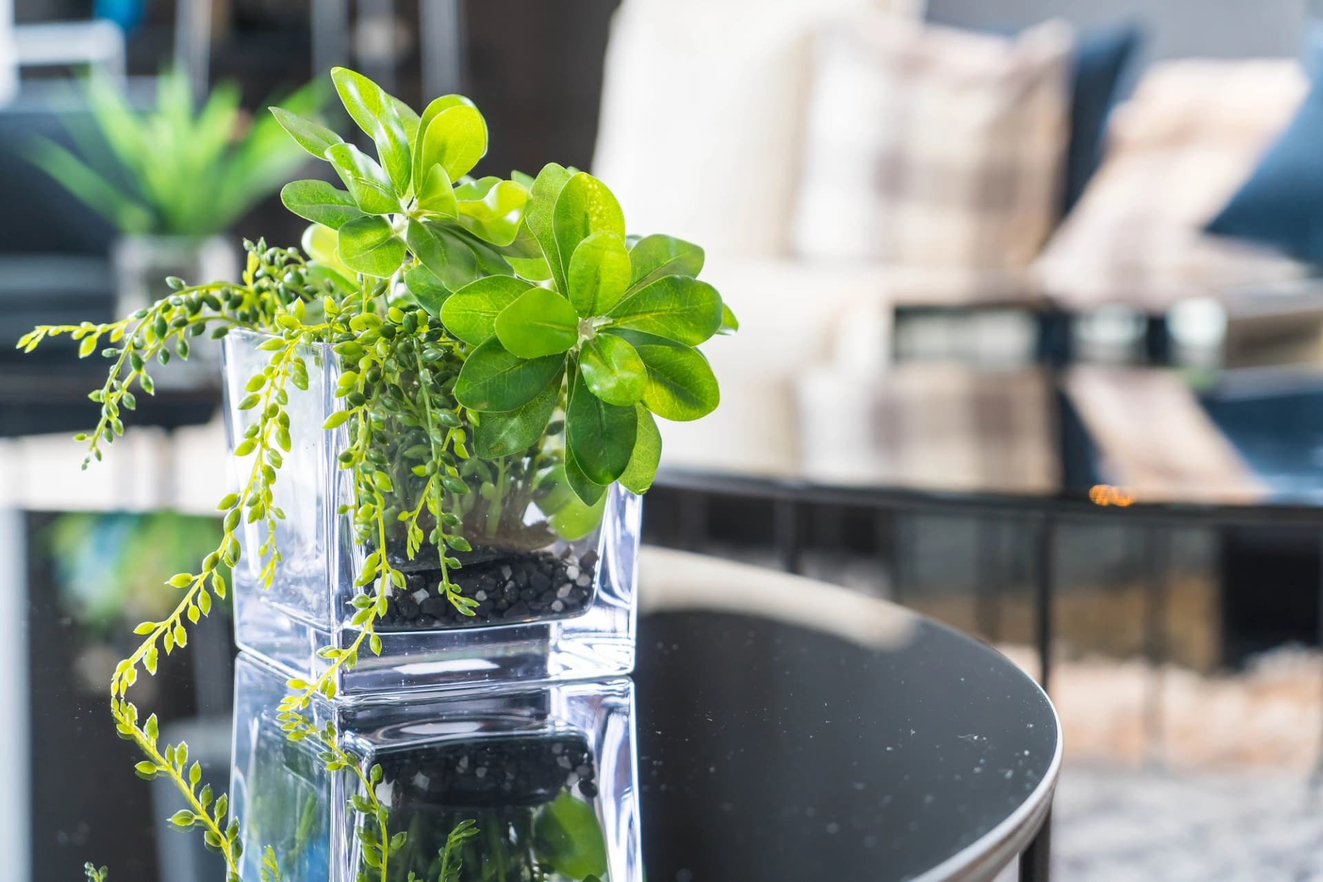 Premium living wall for commercial space