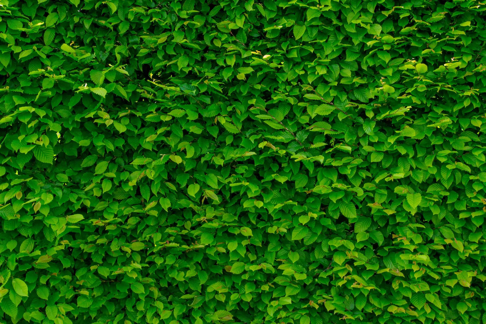 Vertical Gardens project 1 by Omair Farooqui
