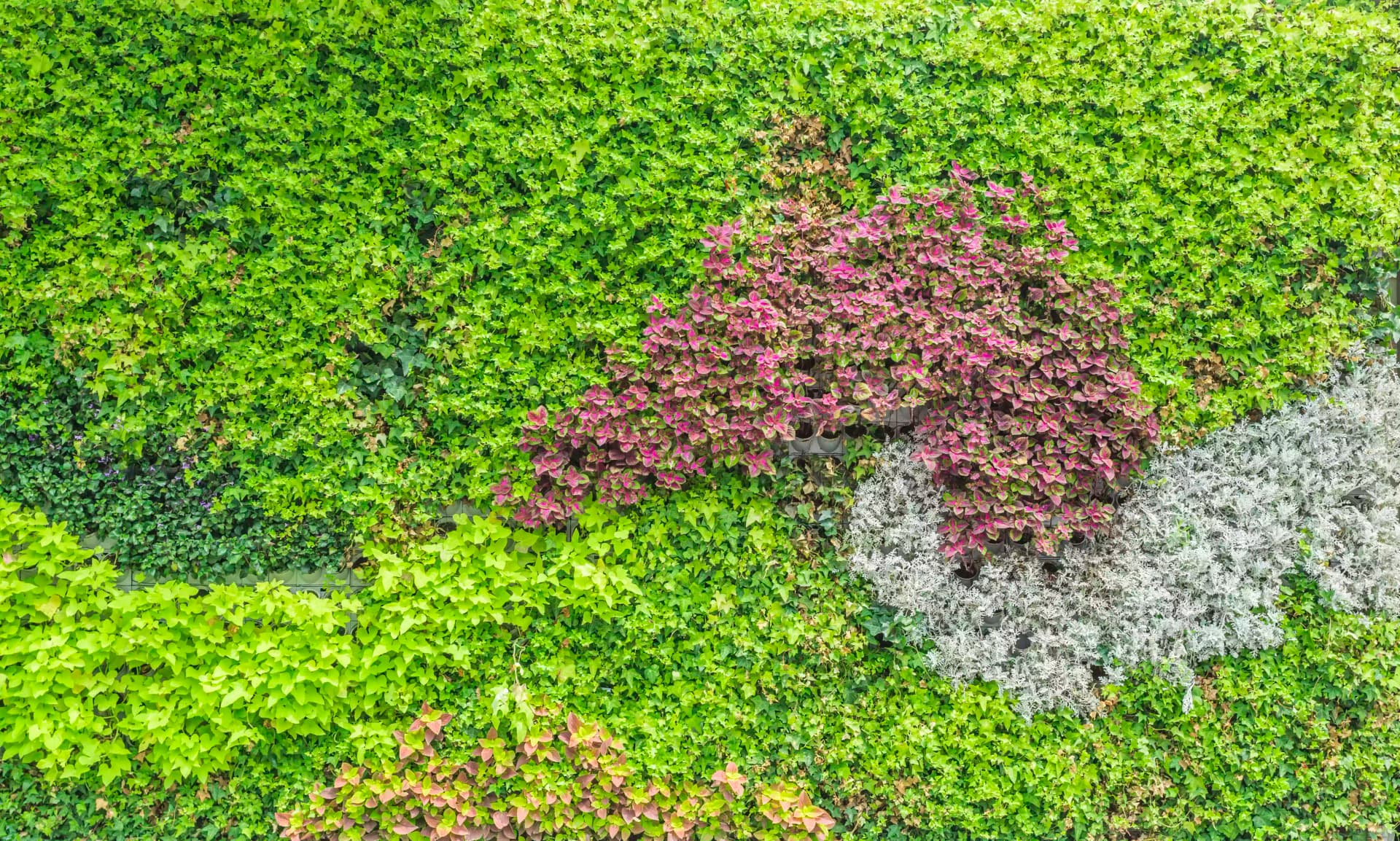 Vertical Gardens project 3 by Omair Farooqui