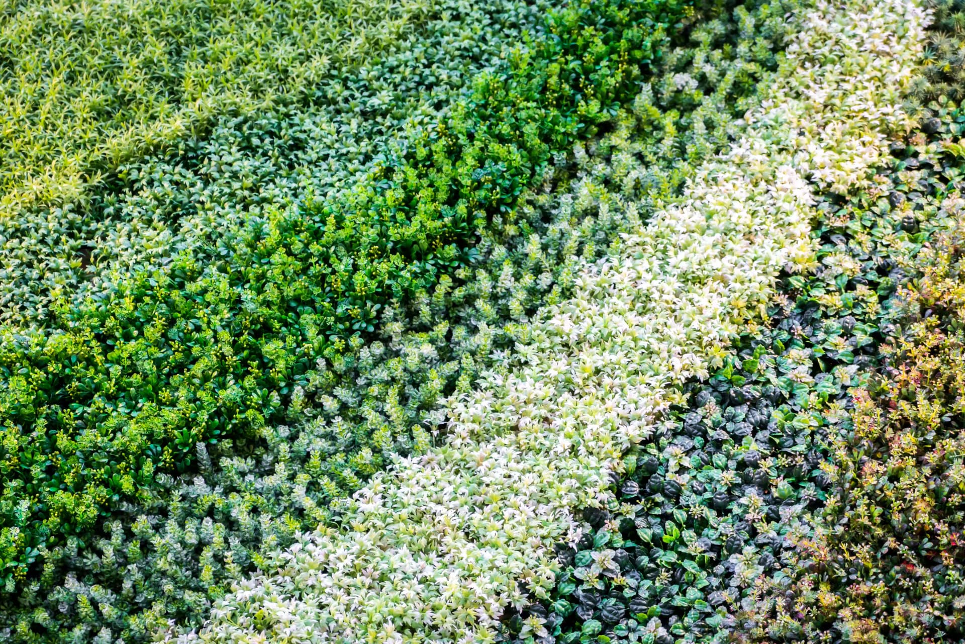 Vertical Gardens project 4 by Omair Farooqui