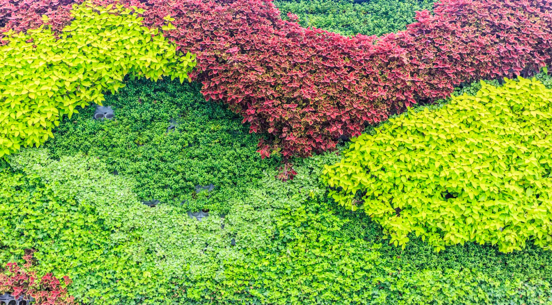 Vertical Gardens project 5 by Omair Farooqui