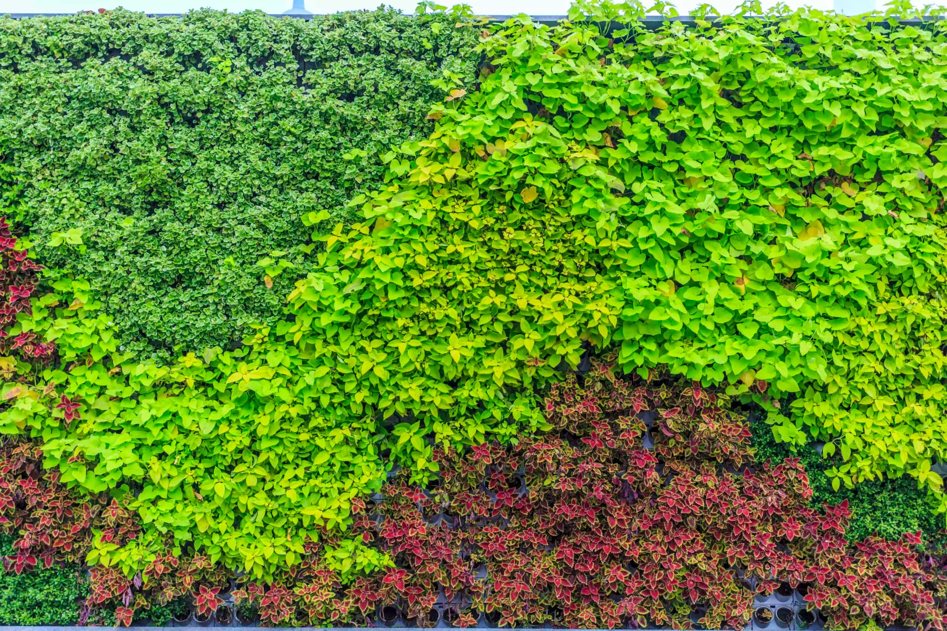 Vertical Gardens project 6 by Omair Farooqui