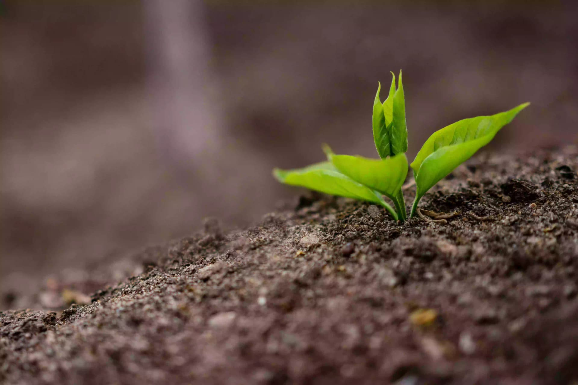 Planters & Softscape Solutions project 4 by Omair Farooqui