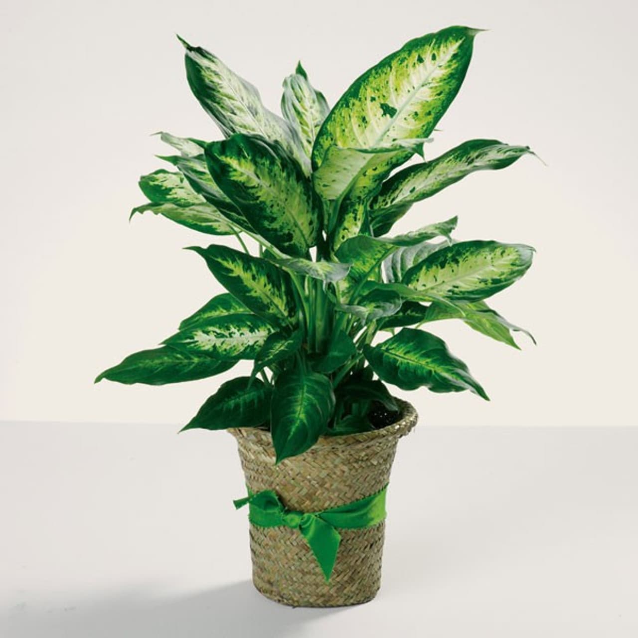 Planters & Softscape Solutions