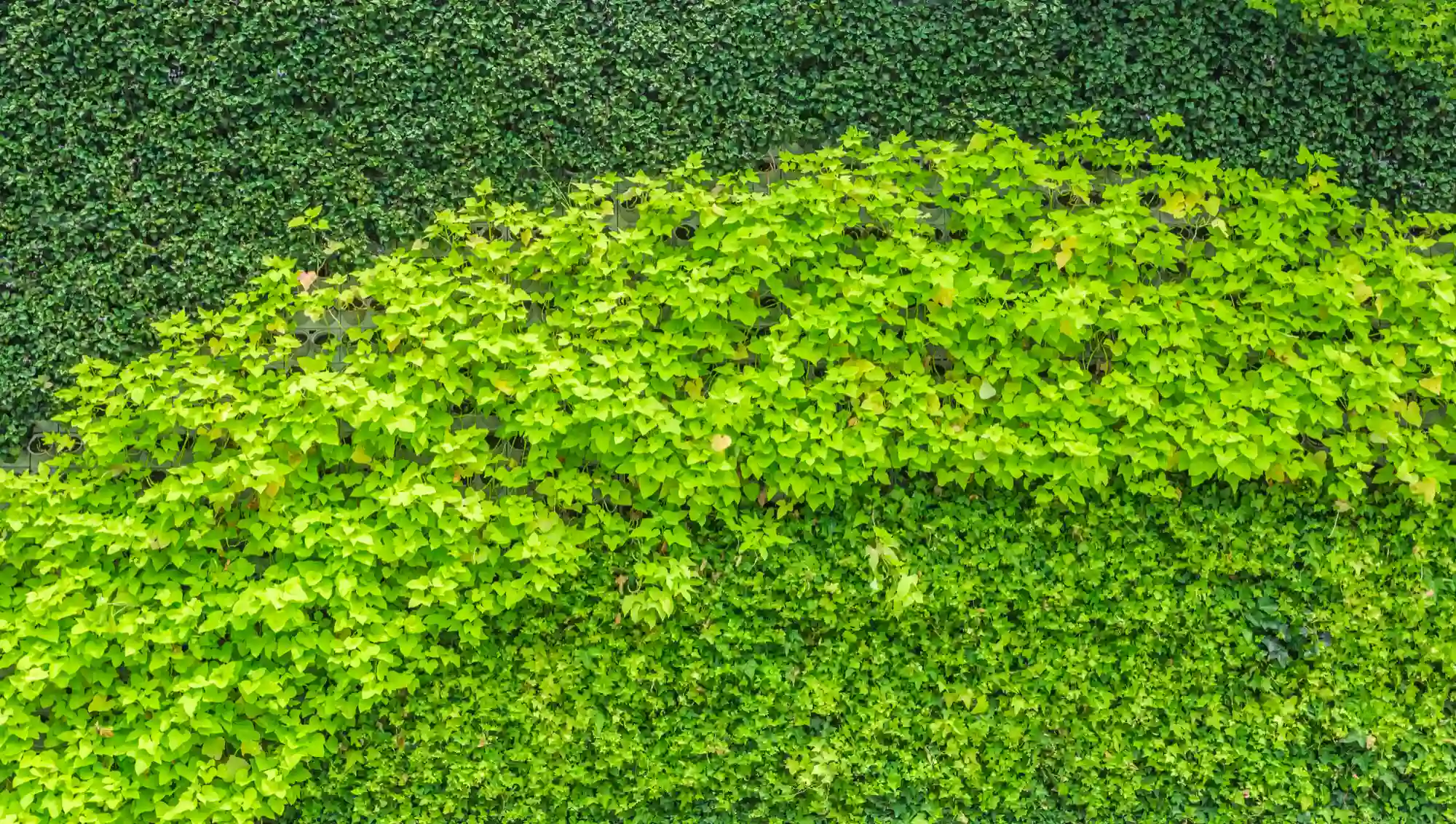 Vertical garden installation by Omair Farooqui